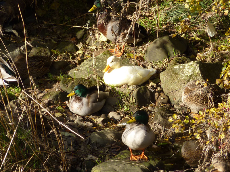 Aylesbury Duck